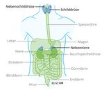 Übersicht Schilddrüsen-Nebennieren