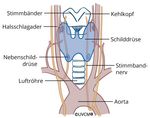 Abbildung Schilddrüse - Nebenschilddrüsen - Endokrine Chirurgie Bern