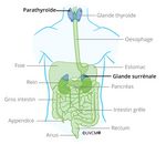 Thyroïde et glandes parathyroïdes